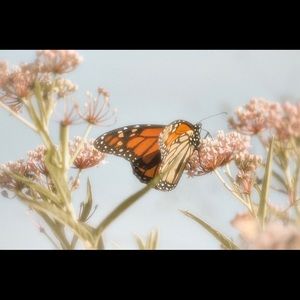 Meet your Posher, Ariana